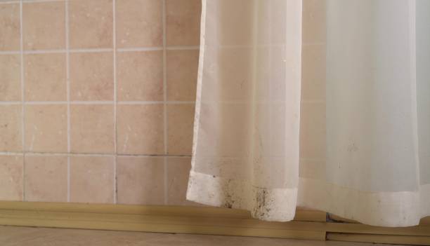 Reliable Sun Prairie, MT Mold Removal Solutions