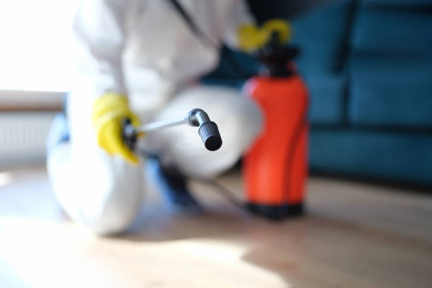 Best Mold Damage Restoration  in Sun Prairie, MT