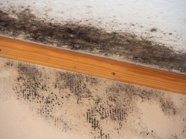 Best Asbestos and Lead Testing During Mold Inspection  in Sun Prairie, MT