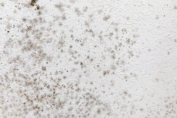 Best Airborne Mold Testing  in Sun Prairie, MT