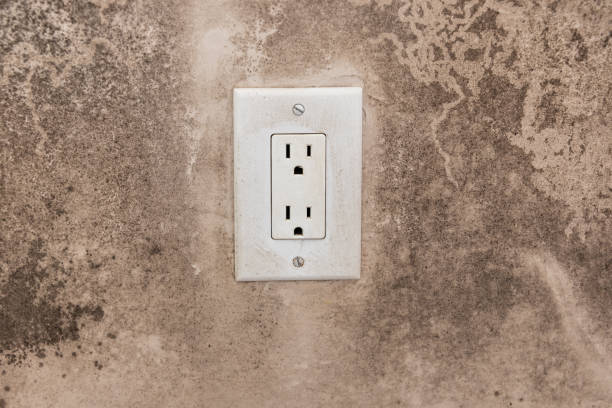 Best Black Mold Removal  in Sun Prairie, MT