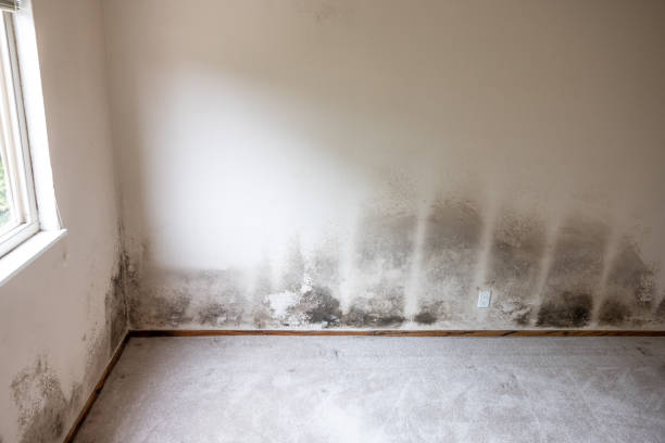 Best Post-Remediation Verification Testing  in Sun Prairie, MT