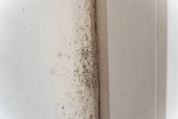 Best Environmental Consulting for Mold Prevention  in Sun Prairie, MT